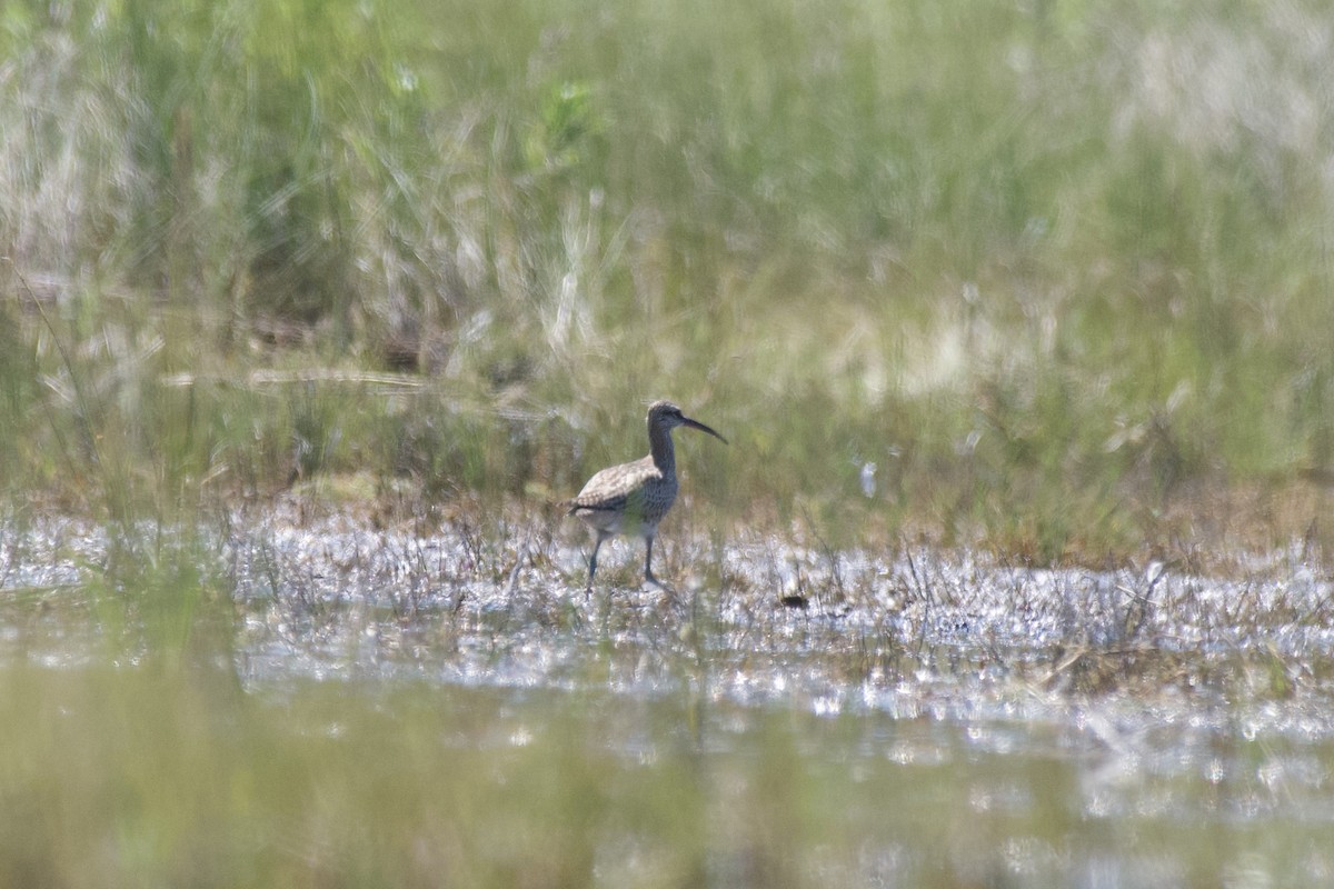 アメリカチュウシャクシギ - ML640715978