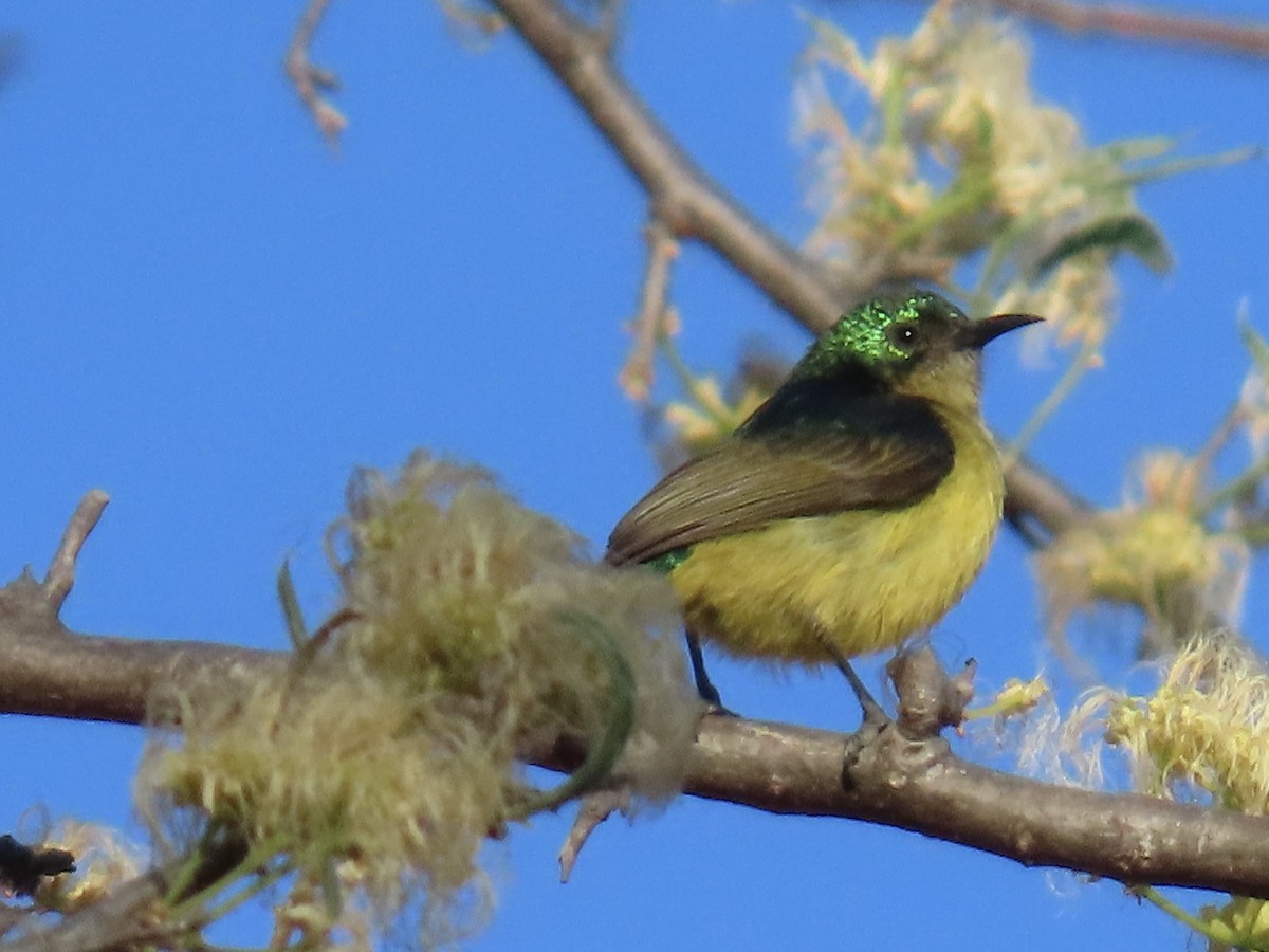 Collared Sunbird - ML640715991