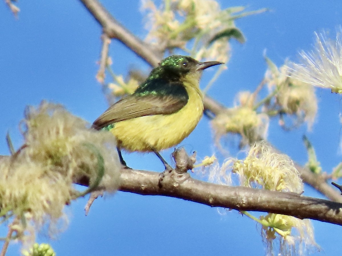 Collared Sunbird - ML640716044