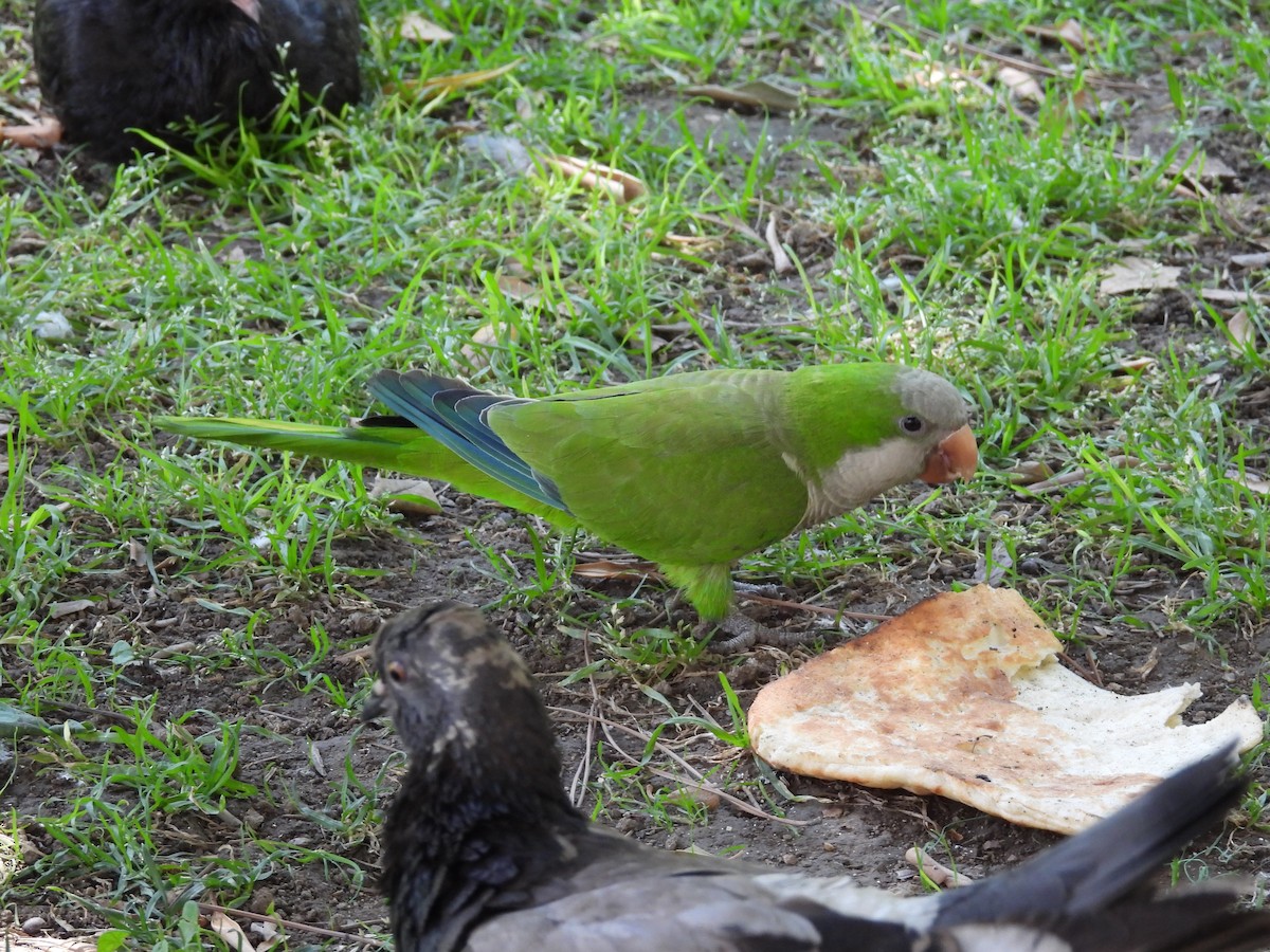 Monk Parakeet - ML640716046