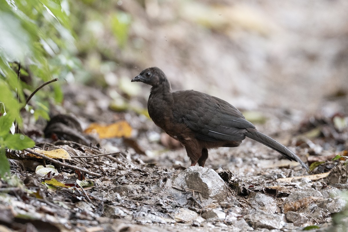 カマバネシャクケイ - ML640716050