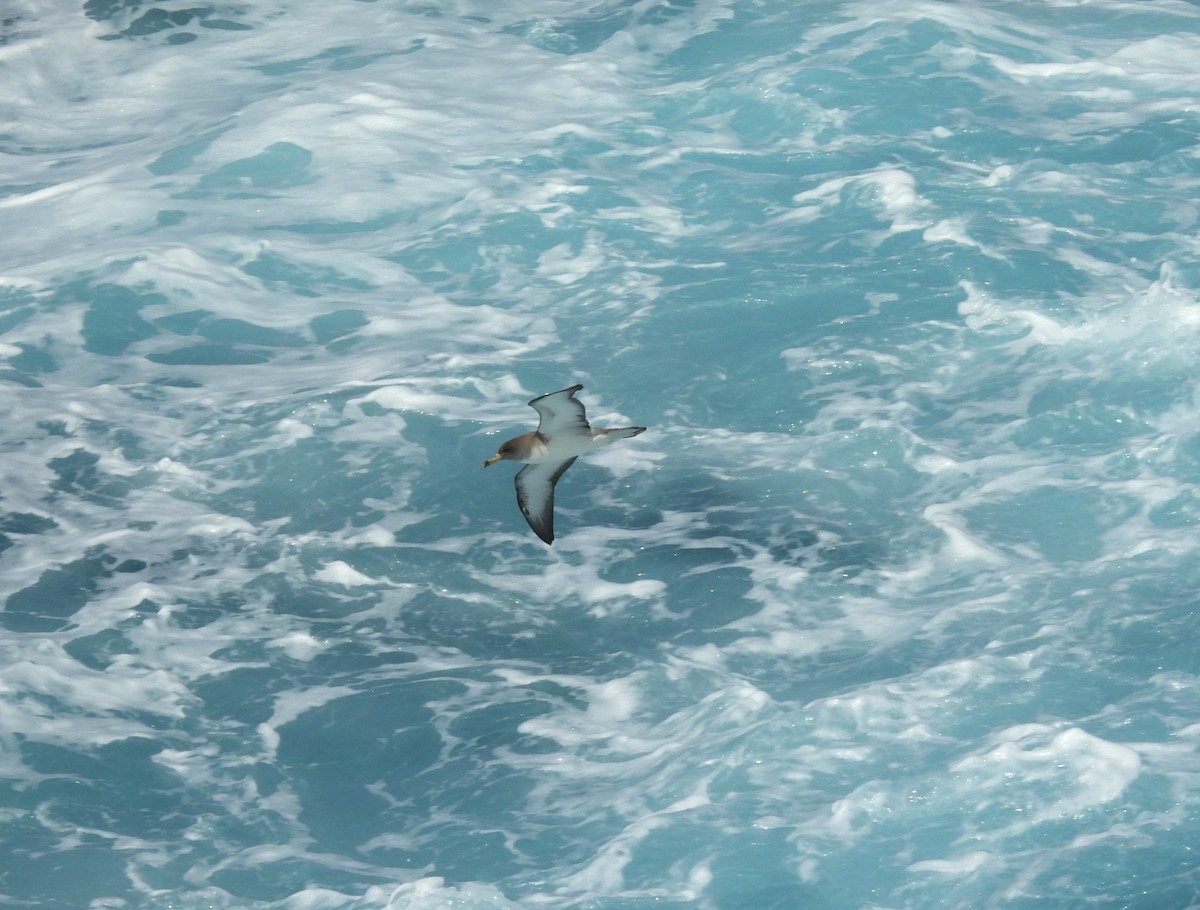 Scopoli's Shearwater - ML640716077