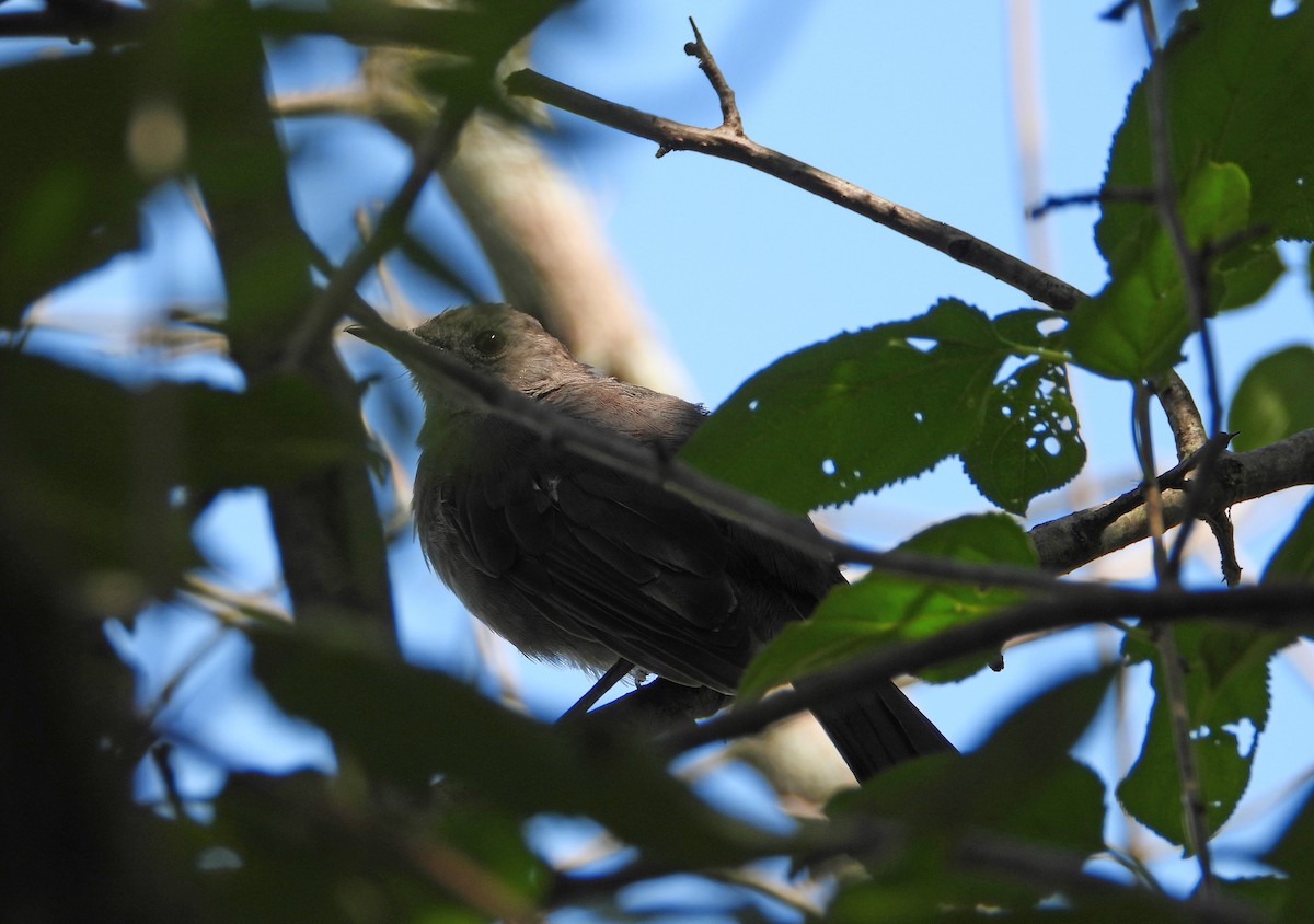 Gray Catbird - ML640716086