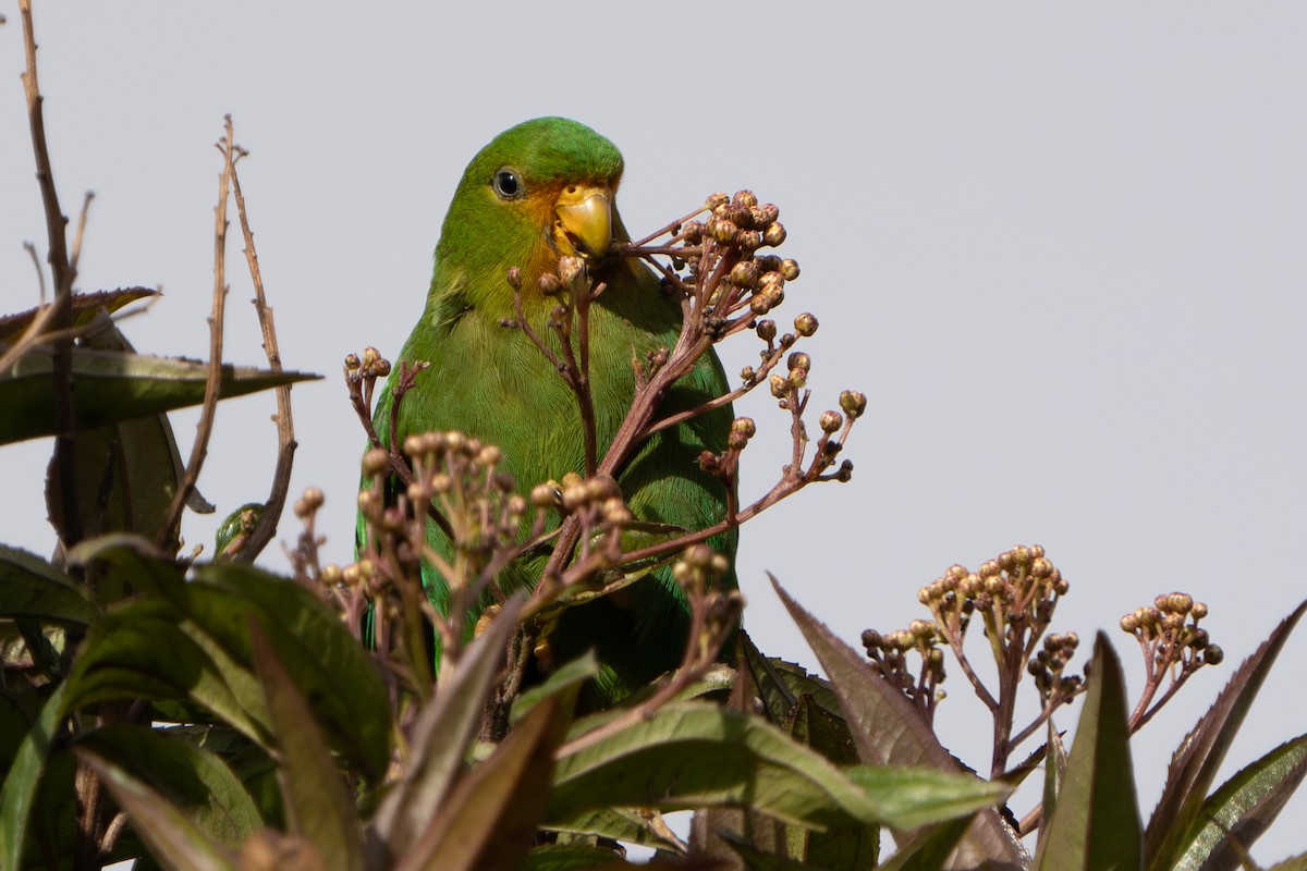 Rufous-fronted Parakeet - ML640716114