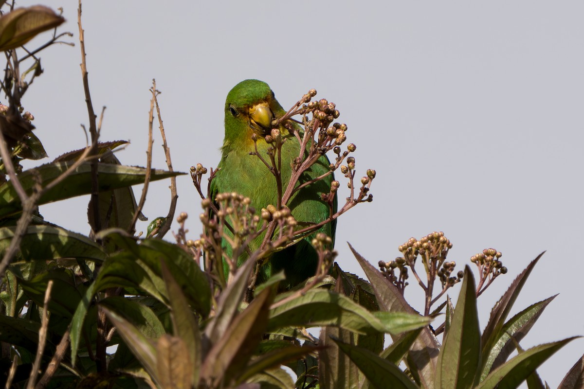 Rufous-fronted Parakeet - ML640716165