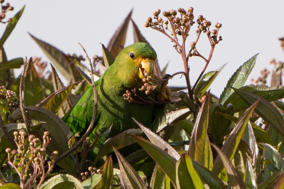 Rufous-fronted Parakeet - ML640716175