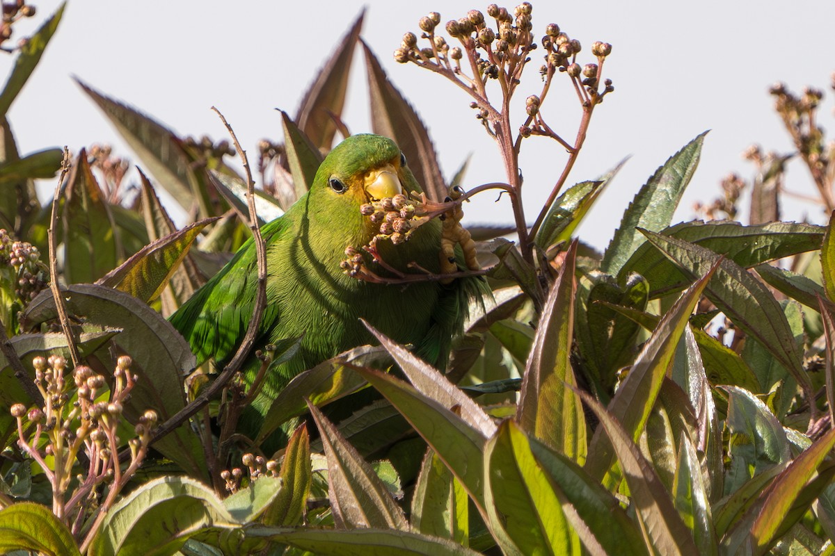 Rufous-fronted Parakeet - ML640716180