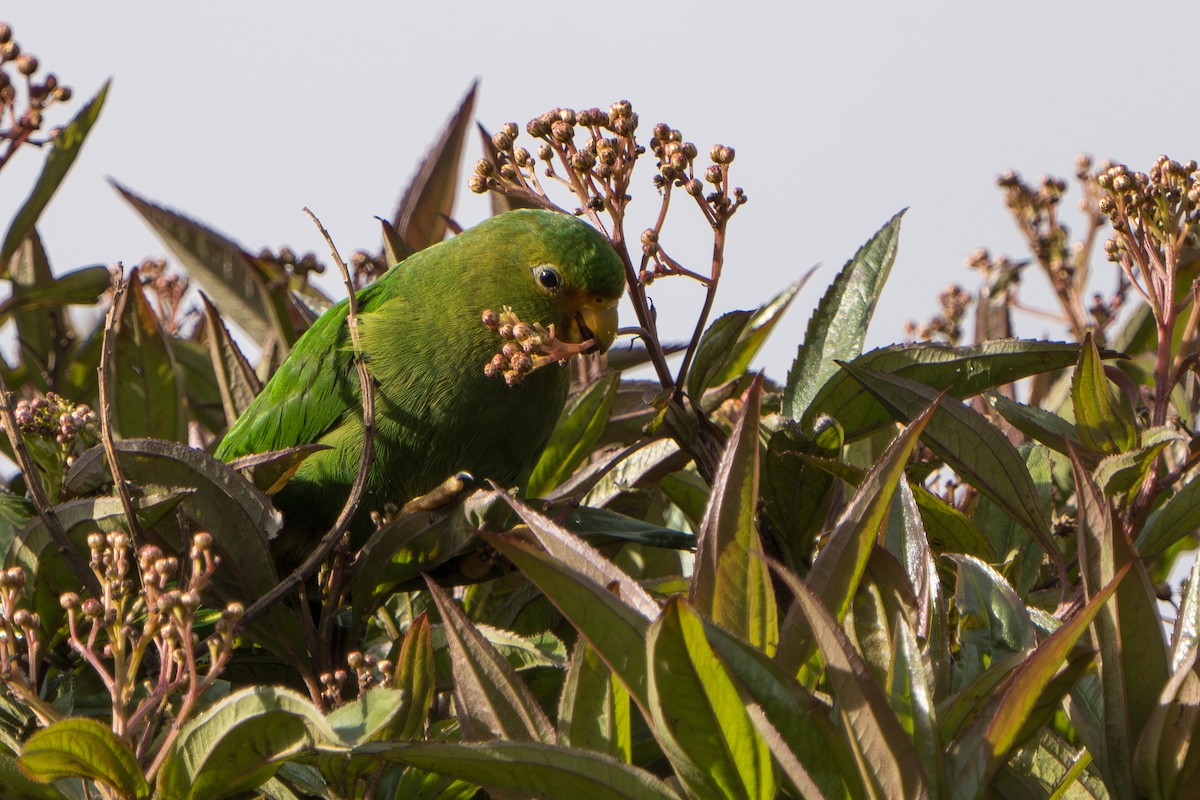 Rufous-fronted Parakeet - ML640716189