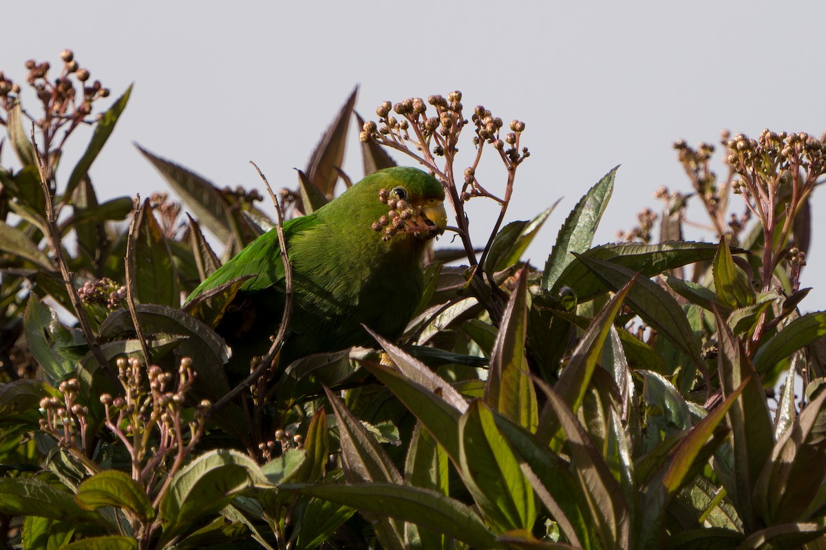 Rufous-fronted Parakeet - ML640716192