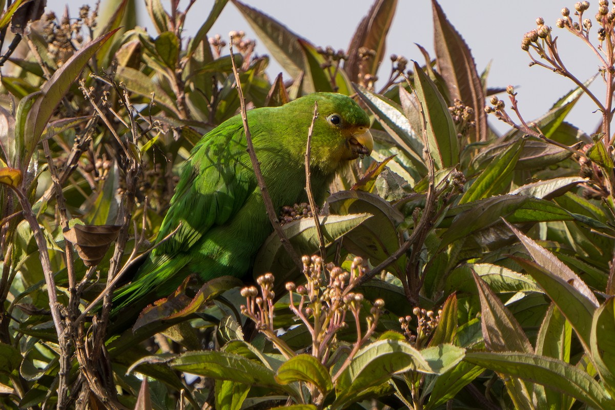 Rufous-fronted Parakeet - ML640716197