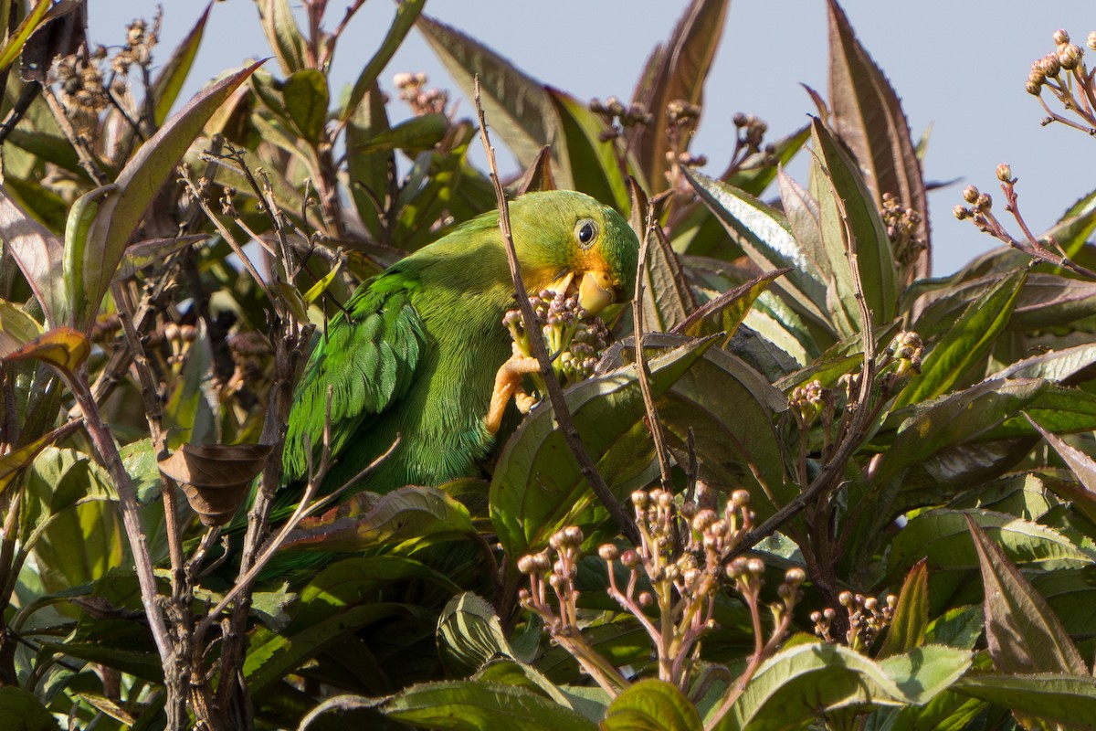 Rufous-fronted Parakeet - ML640716209