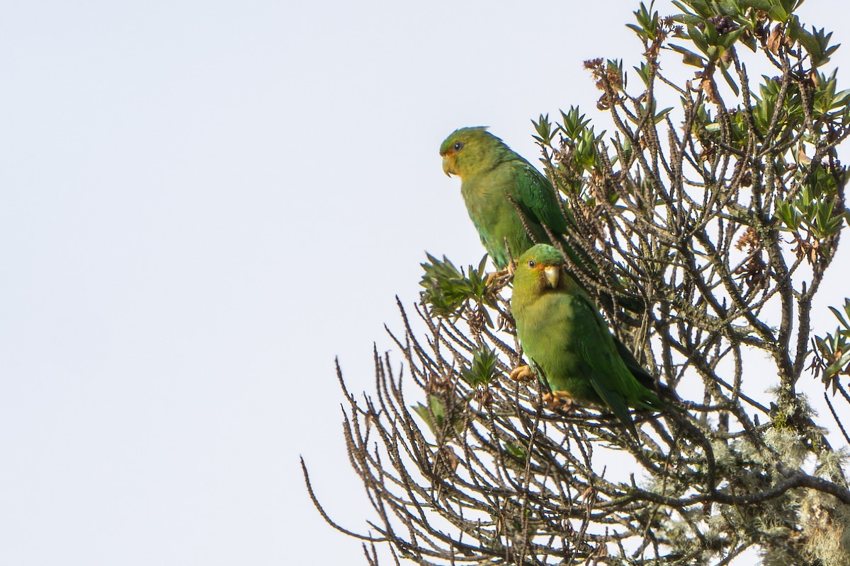 Rufous-fronted Parakeet - ML640716222