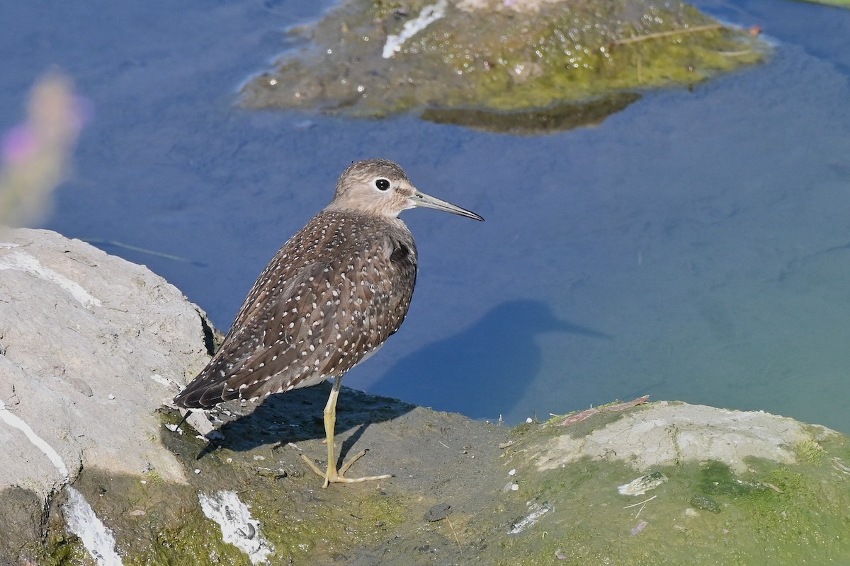 Solitary Sandpiper - ML640716233