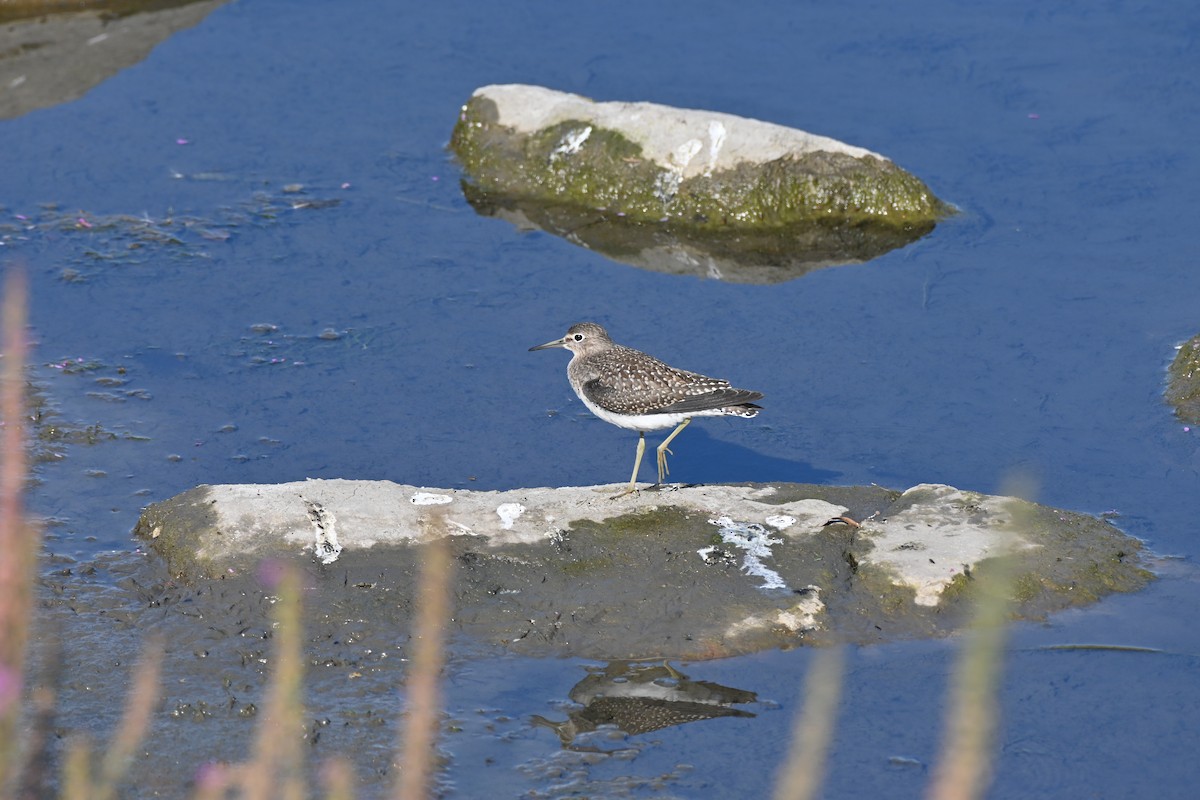 Solitary Sandpiper - ML640716245