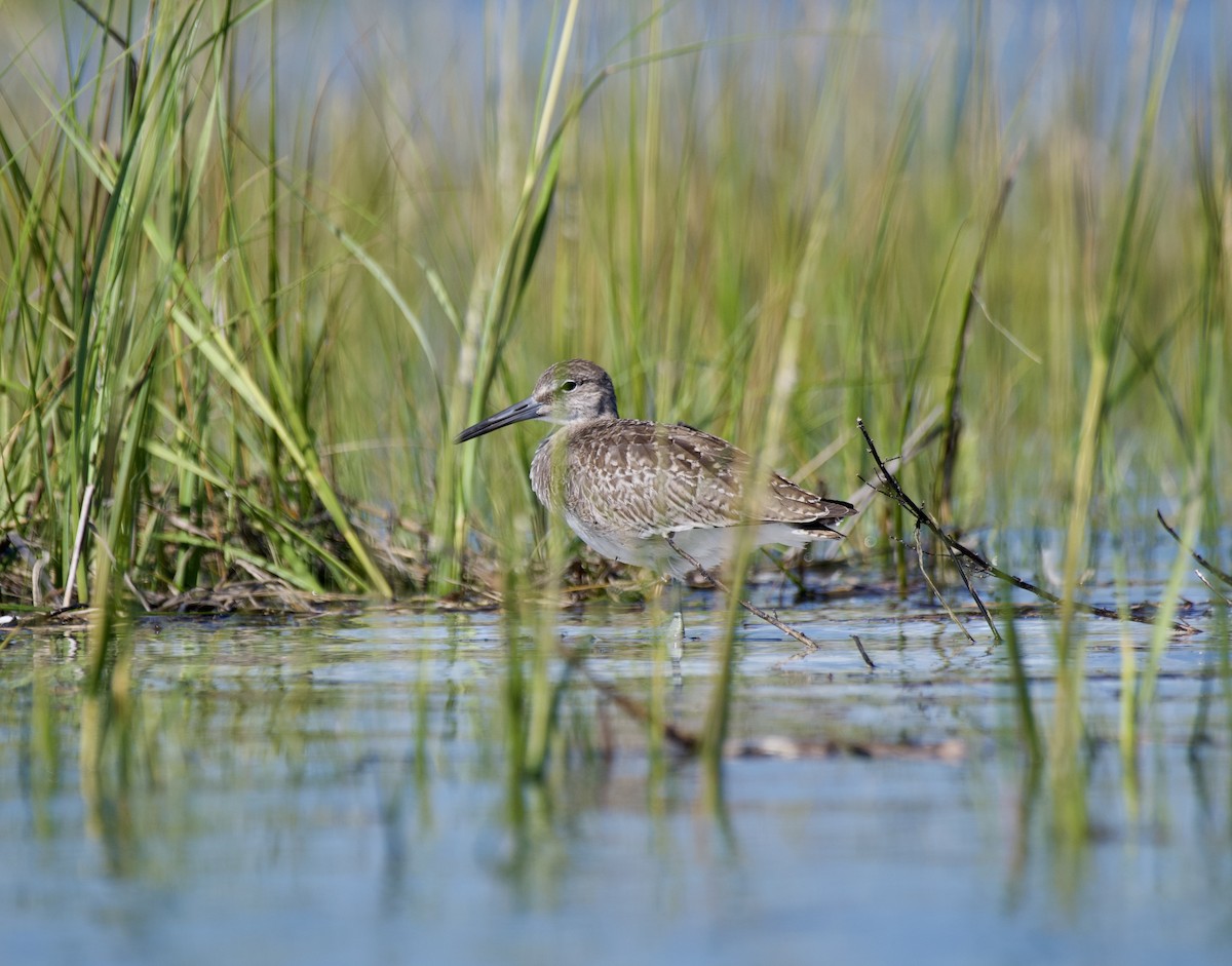 ハジロオオシギ - ML640716267