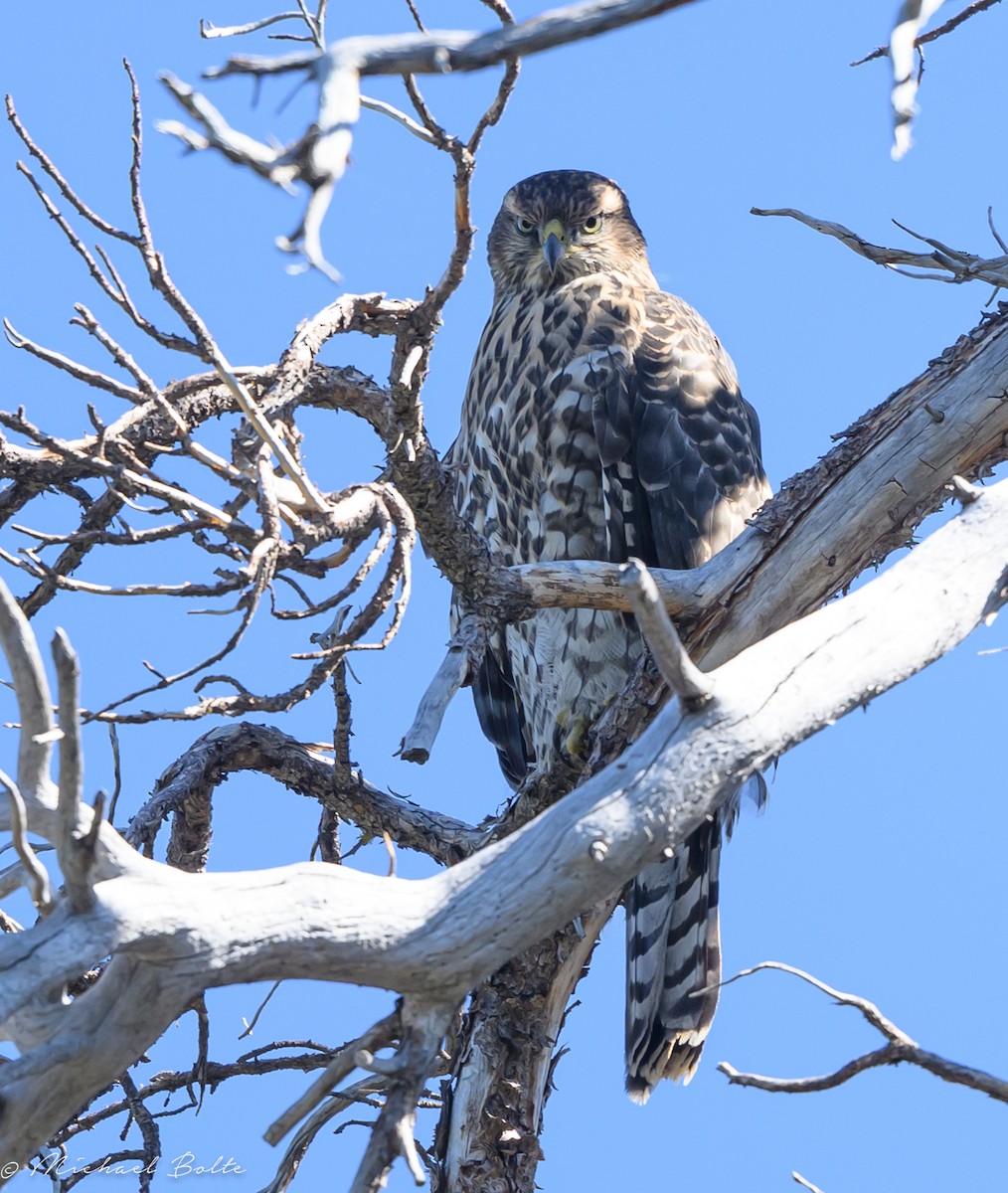 American Goshawk - ML640716282