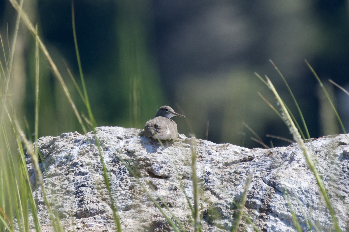 アメリカイソシギ - ML640716342