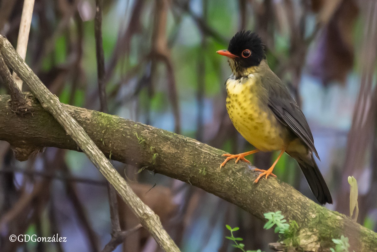 Speckled Nightingale-Thrush - ML640716386