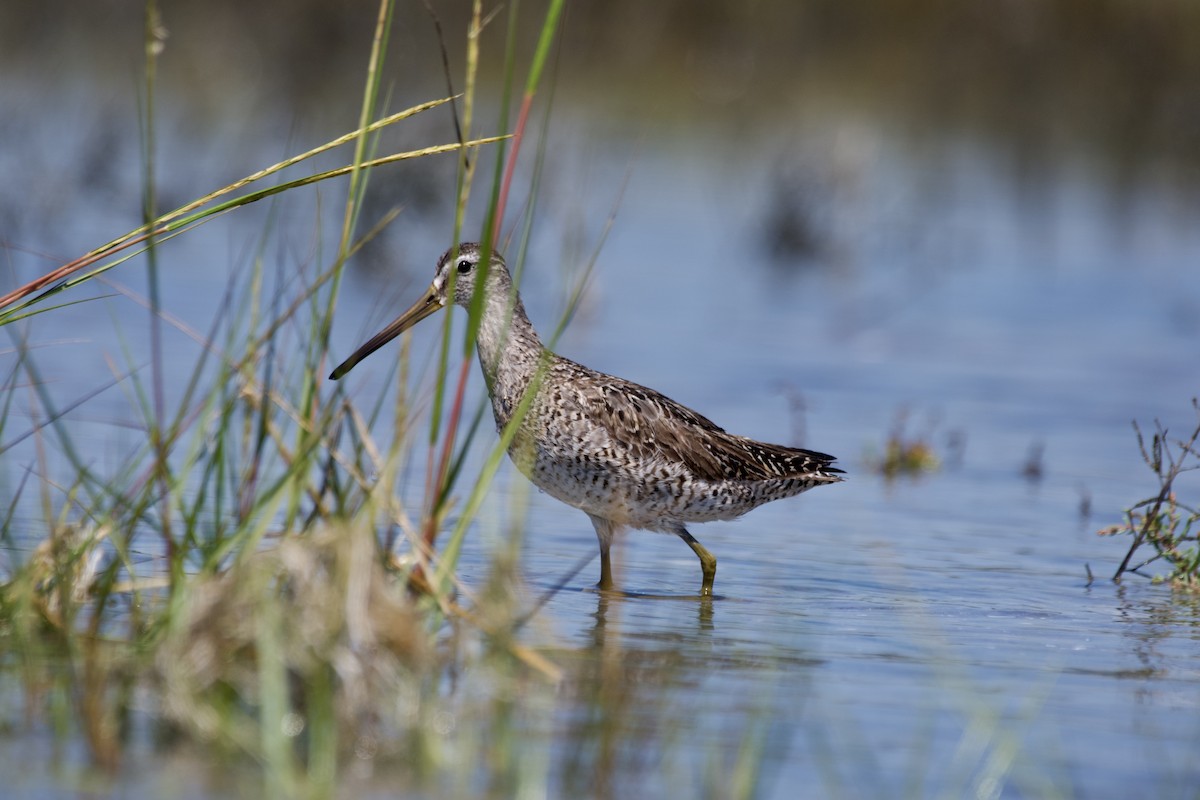 アメリカオオハシシギ - ML640716409