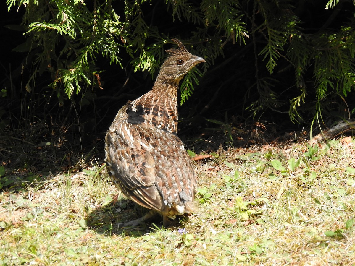 Ruffed Grouse - ML640716505