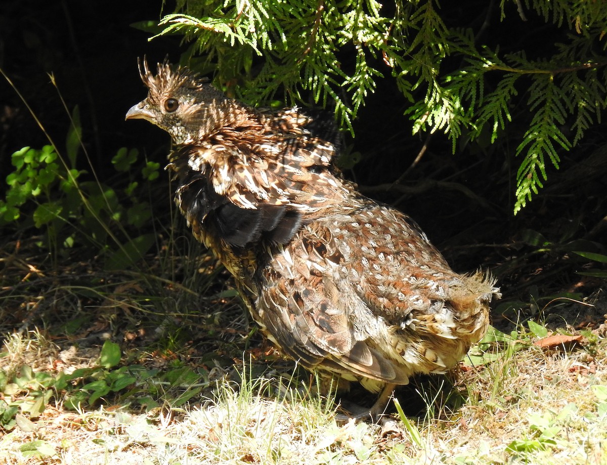 Ruffed Grouse - ML640716509