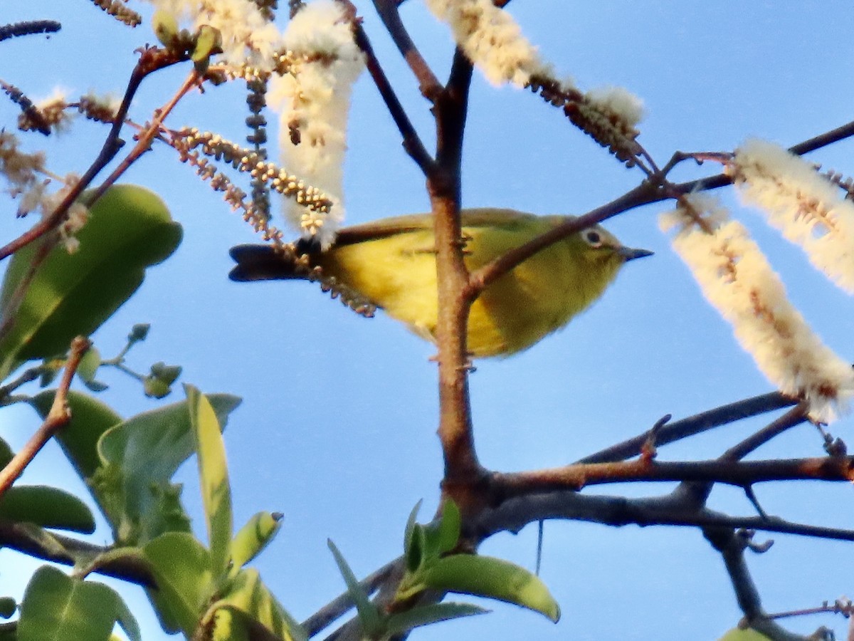 Südbrillenvogel - ML640716581