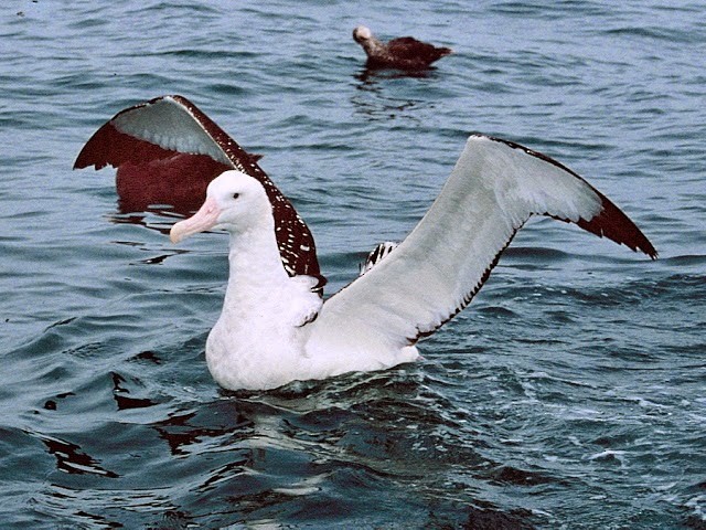 Antipodean Albatross (Gibson's) - ML640716594