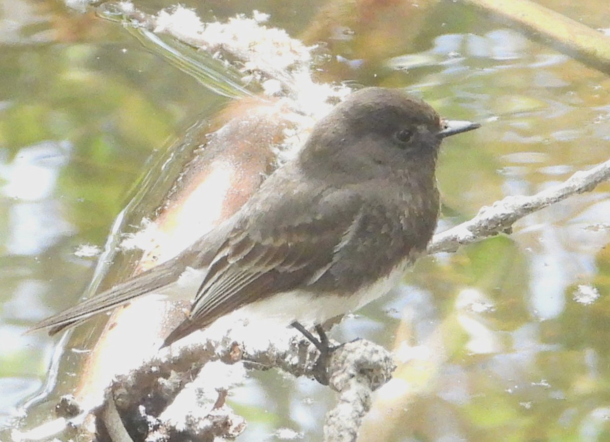 Black Phoebe - ML640716630