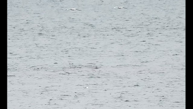 Bridled Tern - ML640716667
