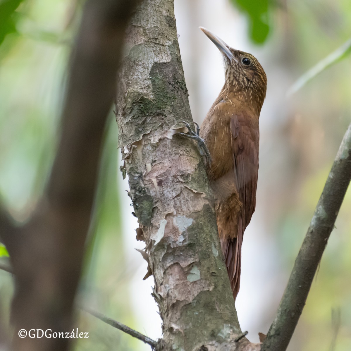 Black-banded Woodcreeper - ML640716672