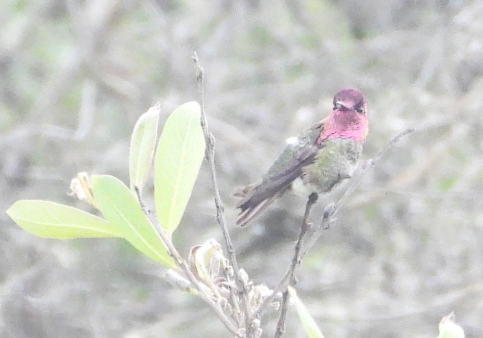 Anna's Hummingbird - ML640716693