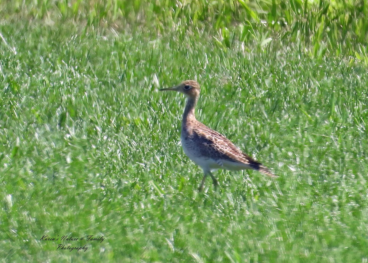 Upland Sandpiper - ML640716723