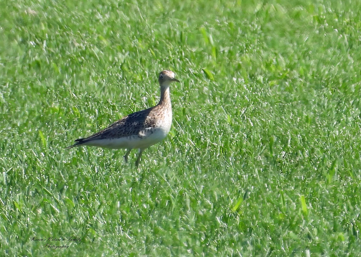 Upland Sandpiper - ML640716725