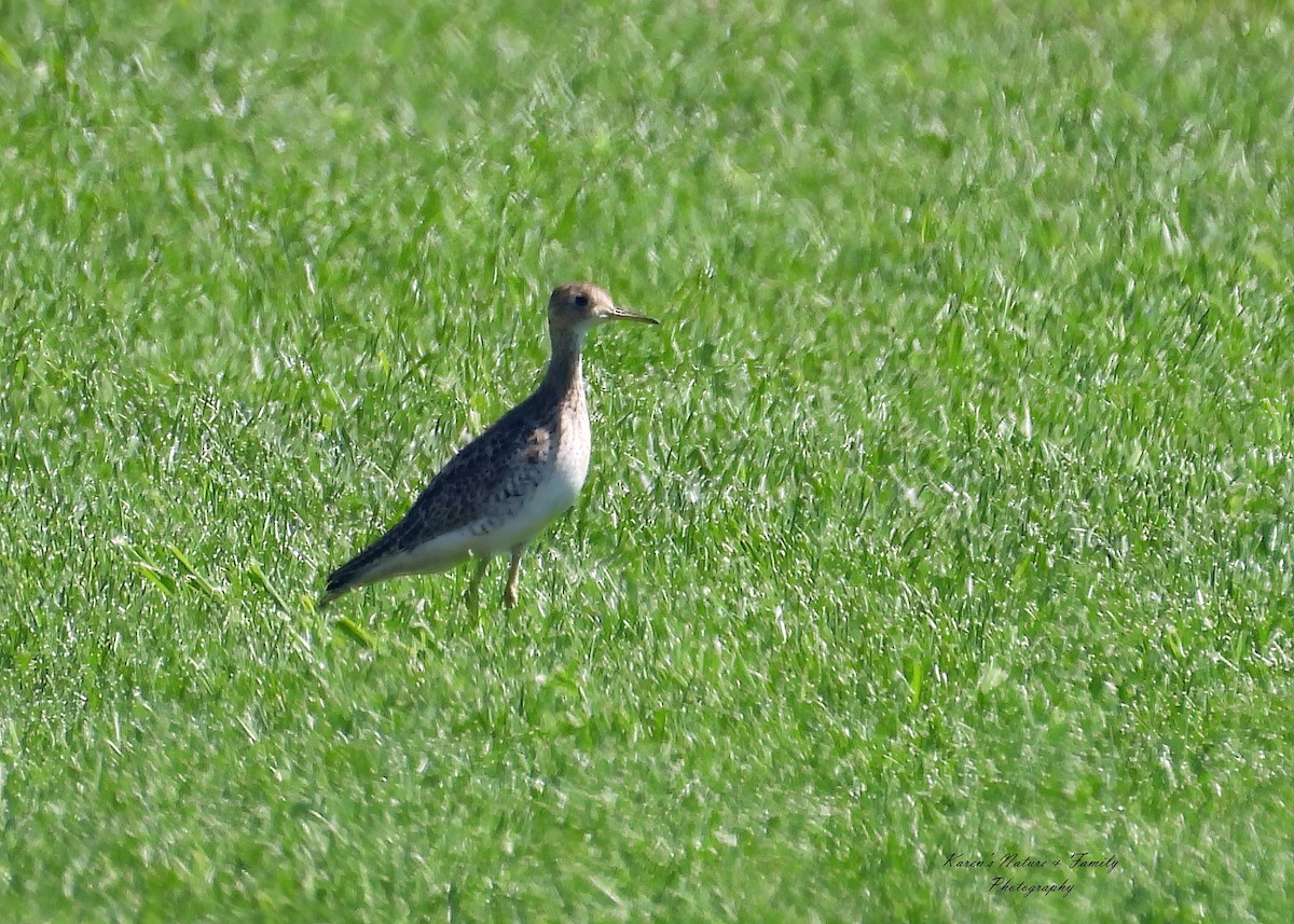 Upland Sandpiper - ML640716728