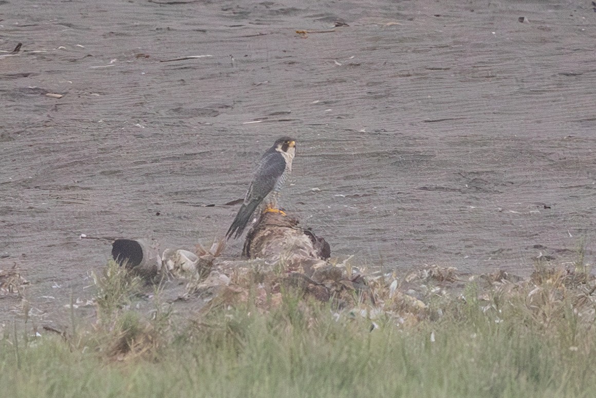 Peregrine Falcon (Tundra) - ML640716783