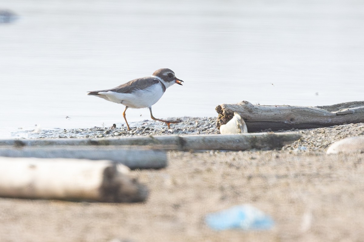Semipalmated Plover - ML640716797