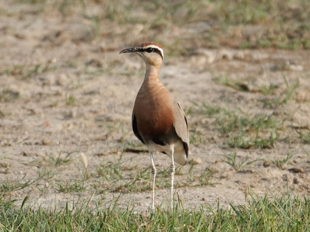 Courvite de Coromandel - ML640716816