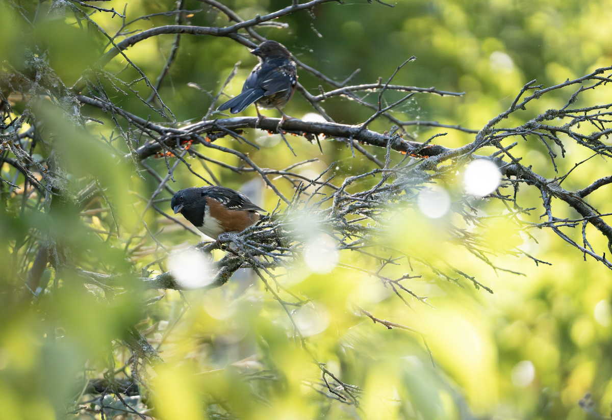 Spotted Towhee - ML640716929