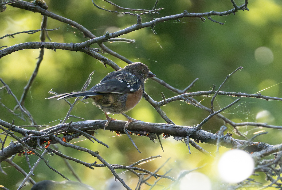 Spotted Towhee - ML640716930