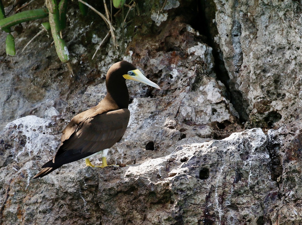 Cocos Booby - ML640716933