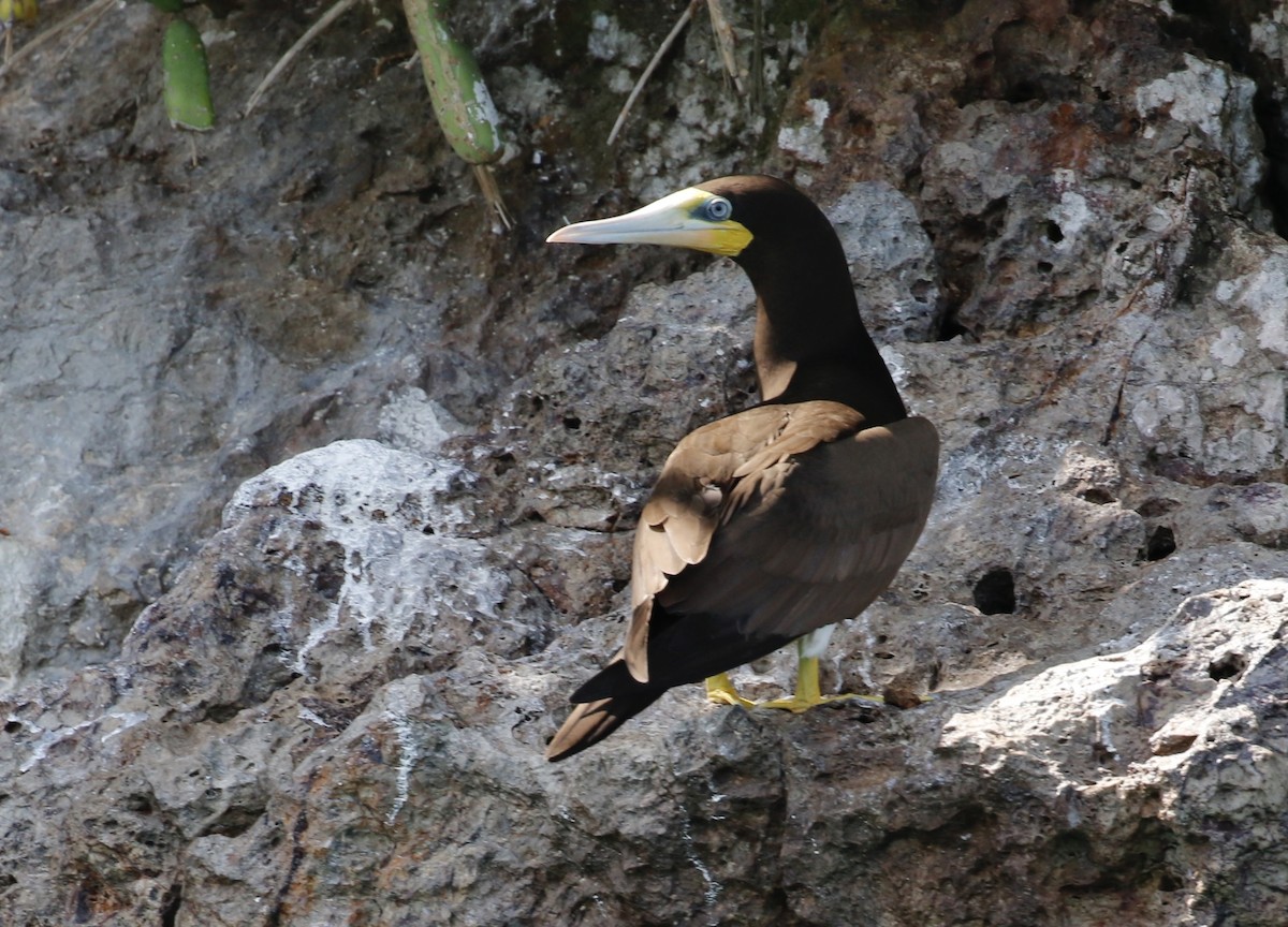 Cocos Booby - ML640716934