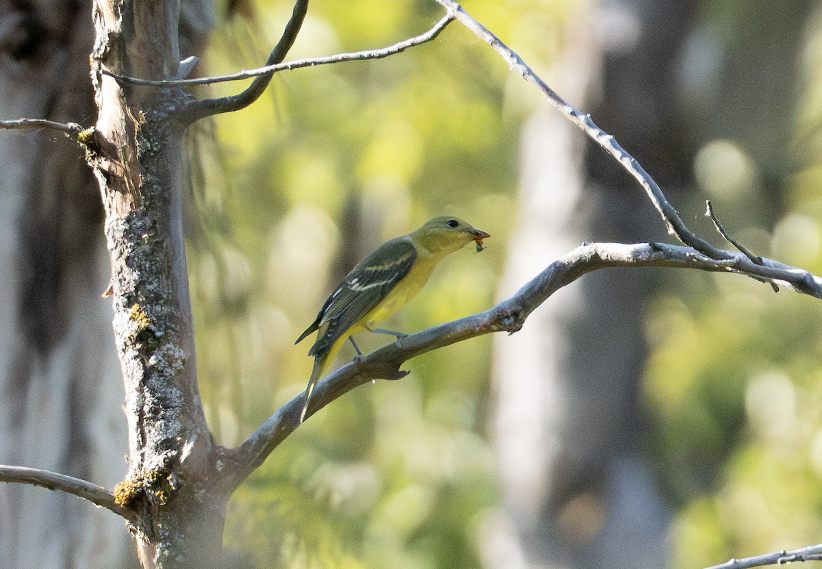 Western Tanager - ML640716962