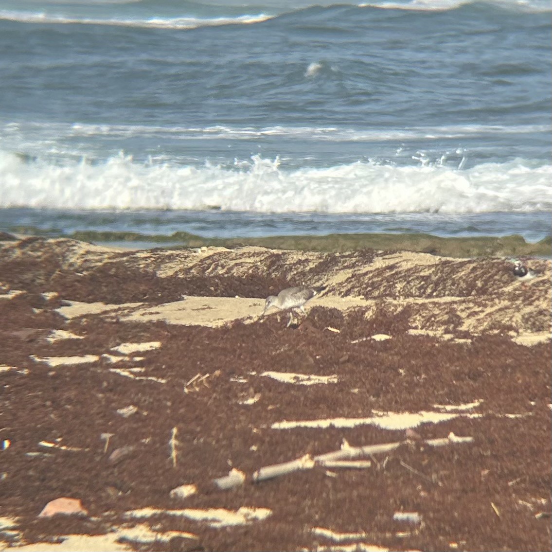 Willet - ML640716997