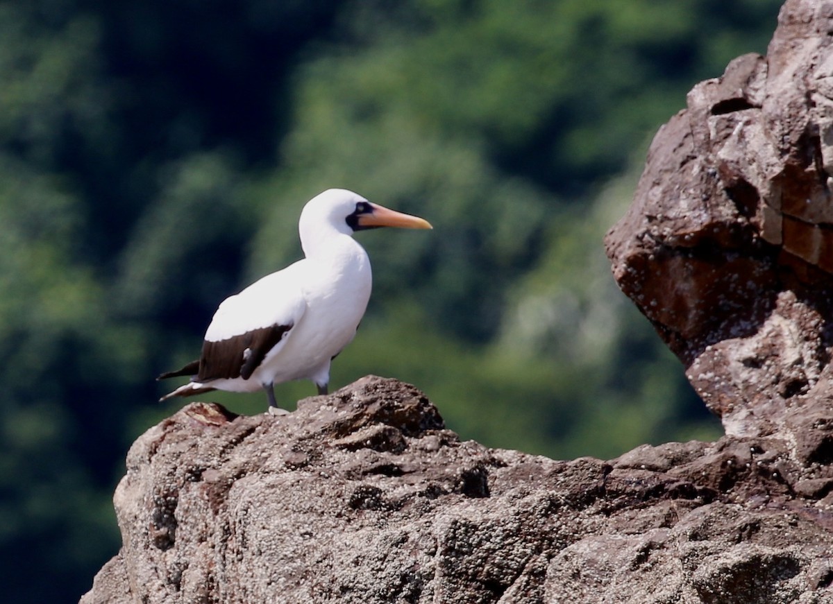 Nazca Booby - ML640717007