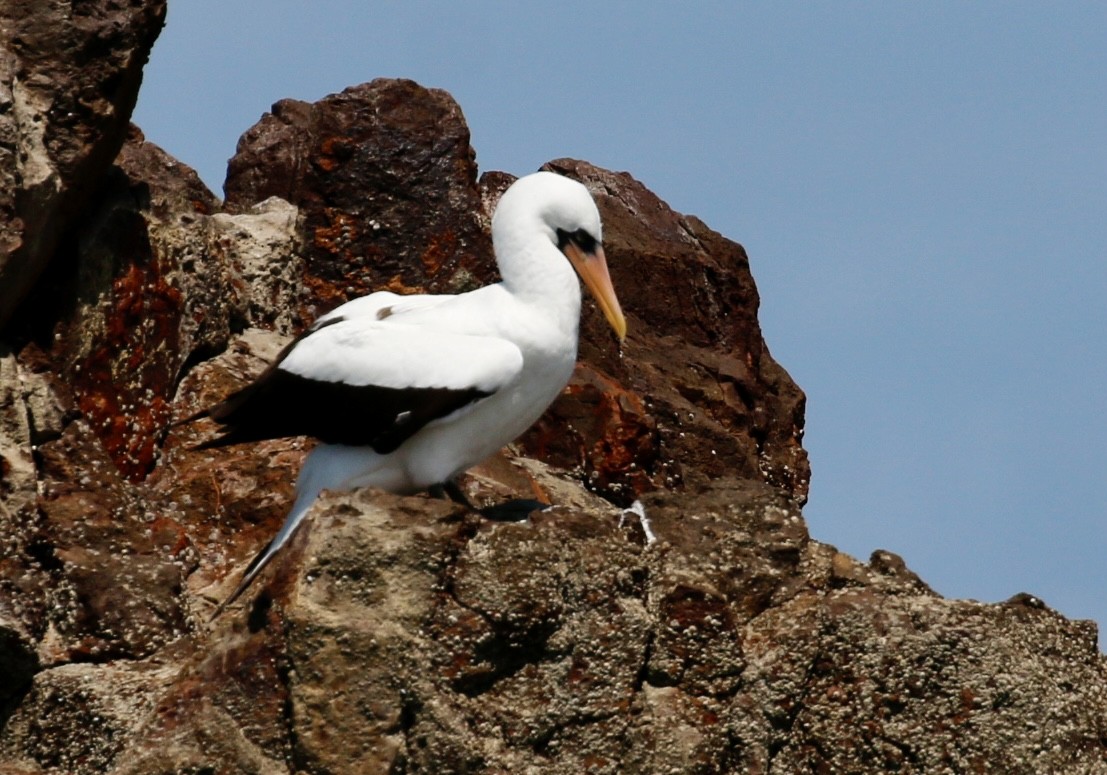 Nazca Booby - ML640717008