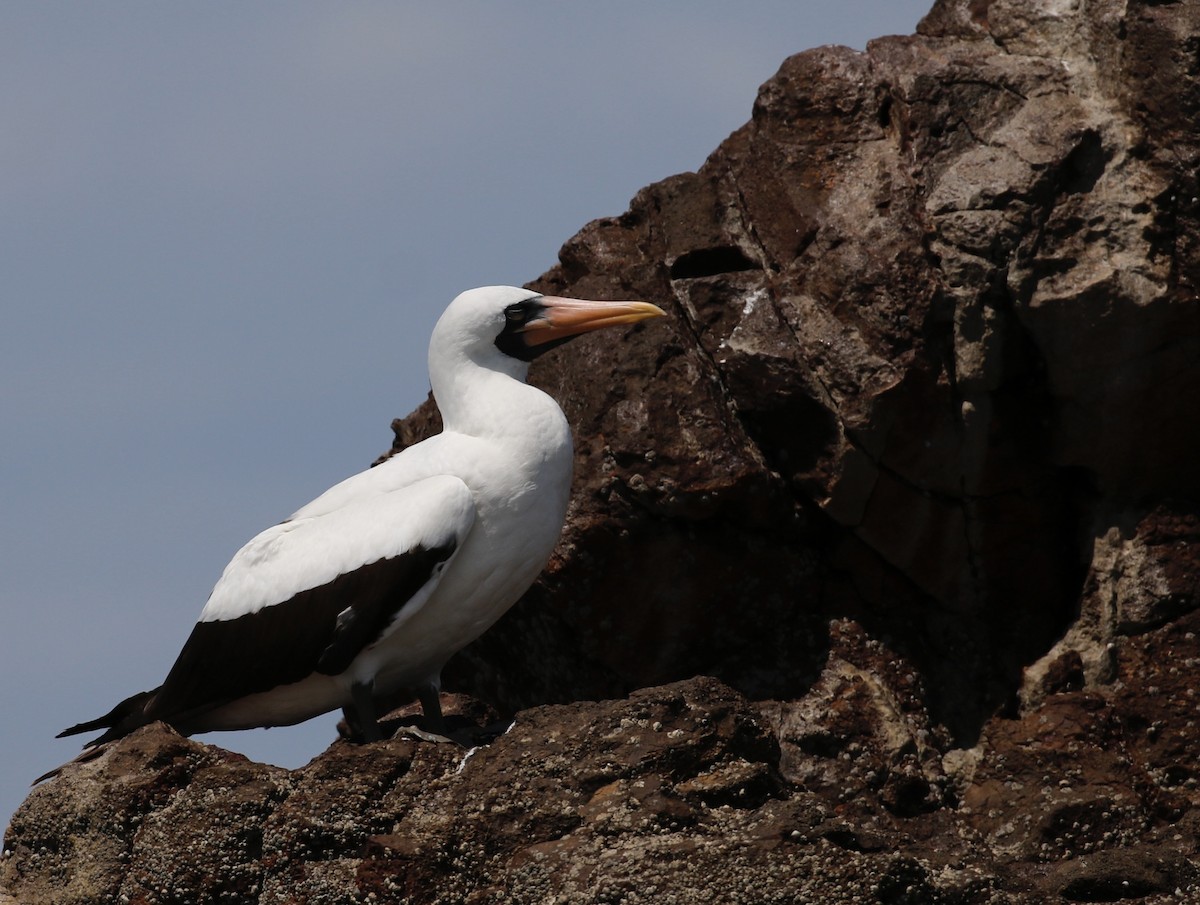 Nazca Booby - ML640717010
