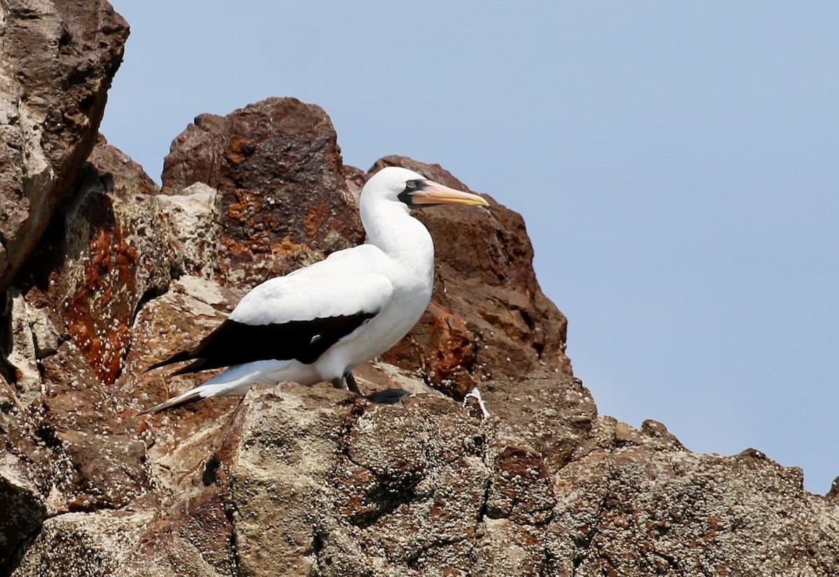 Nazca Booby - ML640717011
