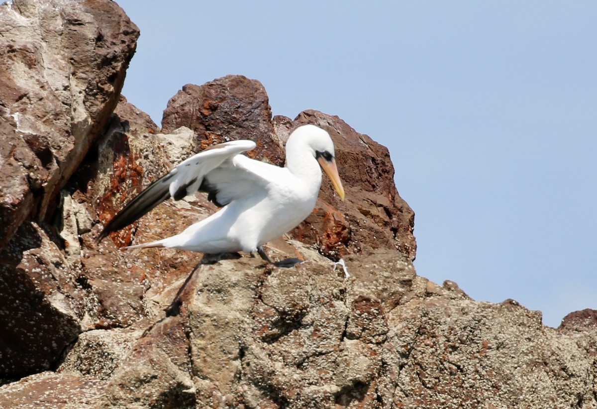 Nazca Booby - ML640717012