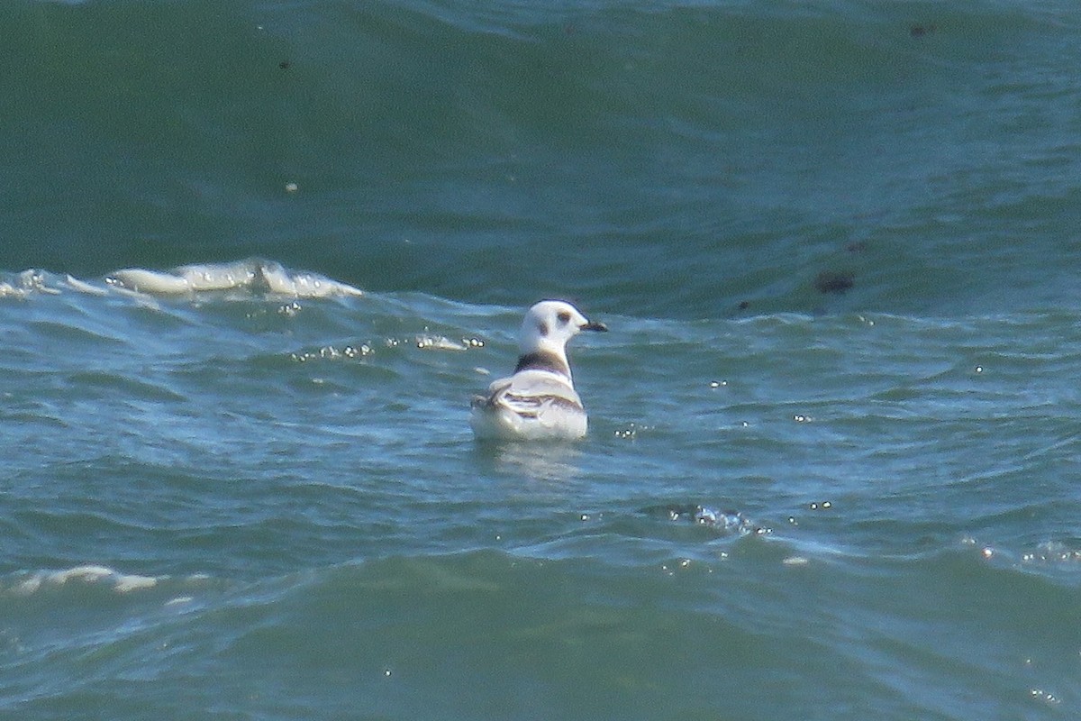 Black-legged Kittiwake - ML640717048