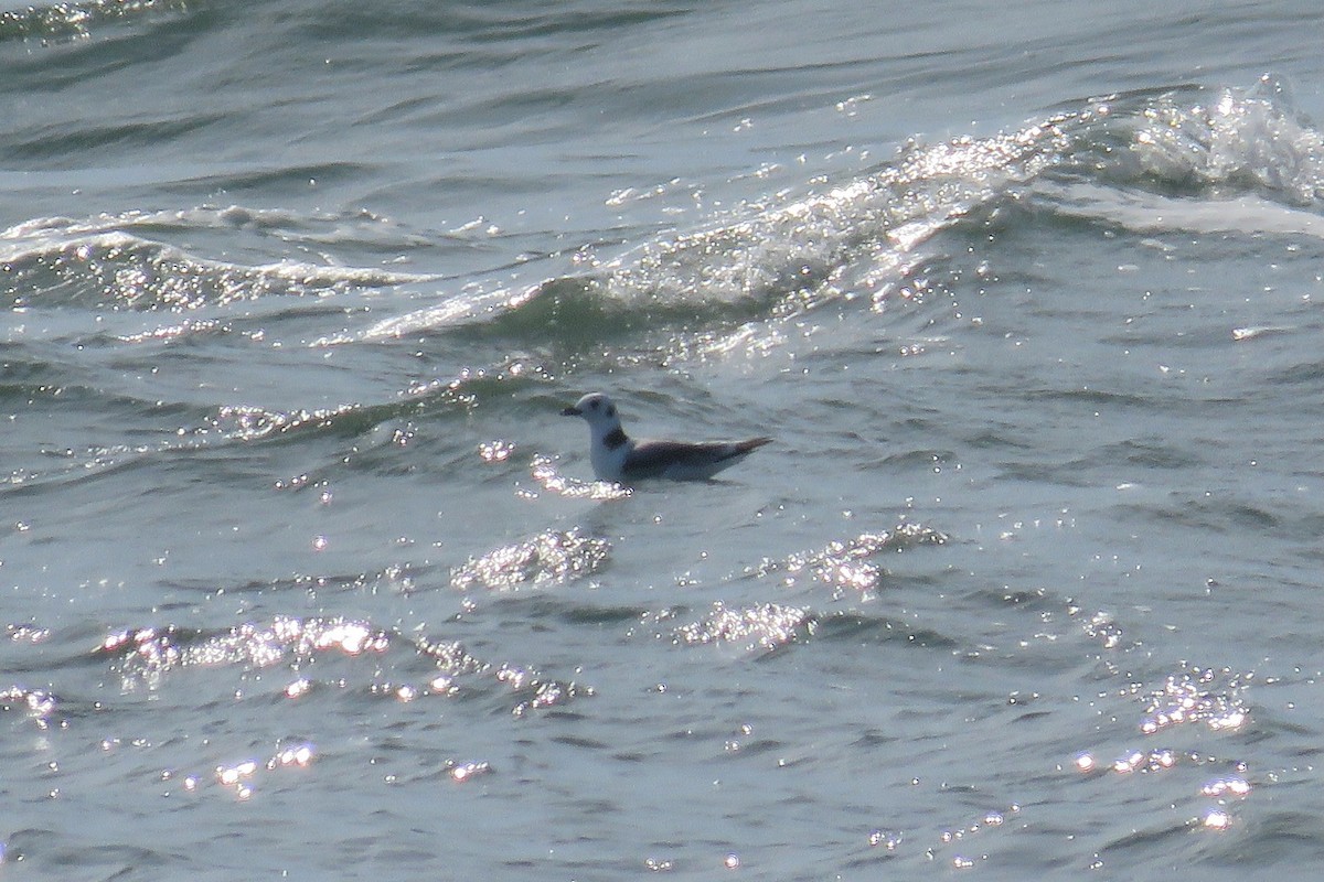 Black-legged Kittiwake - ML640717049